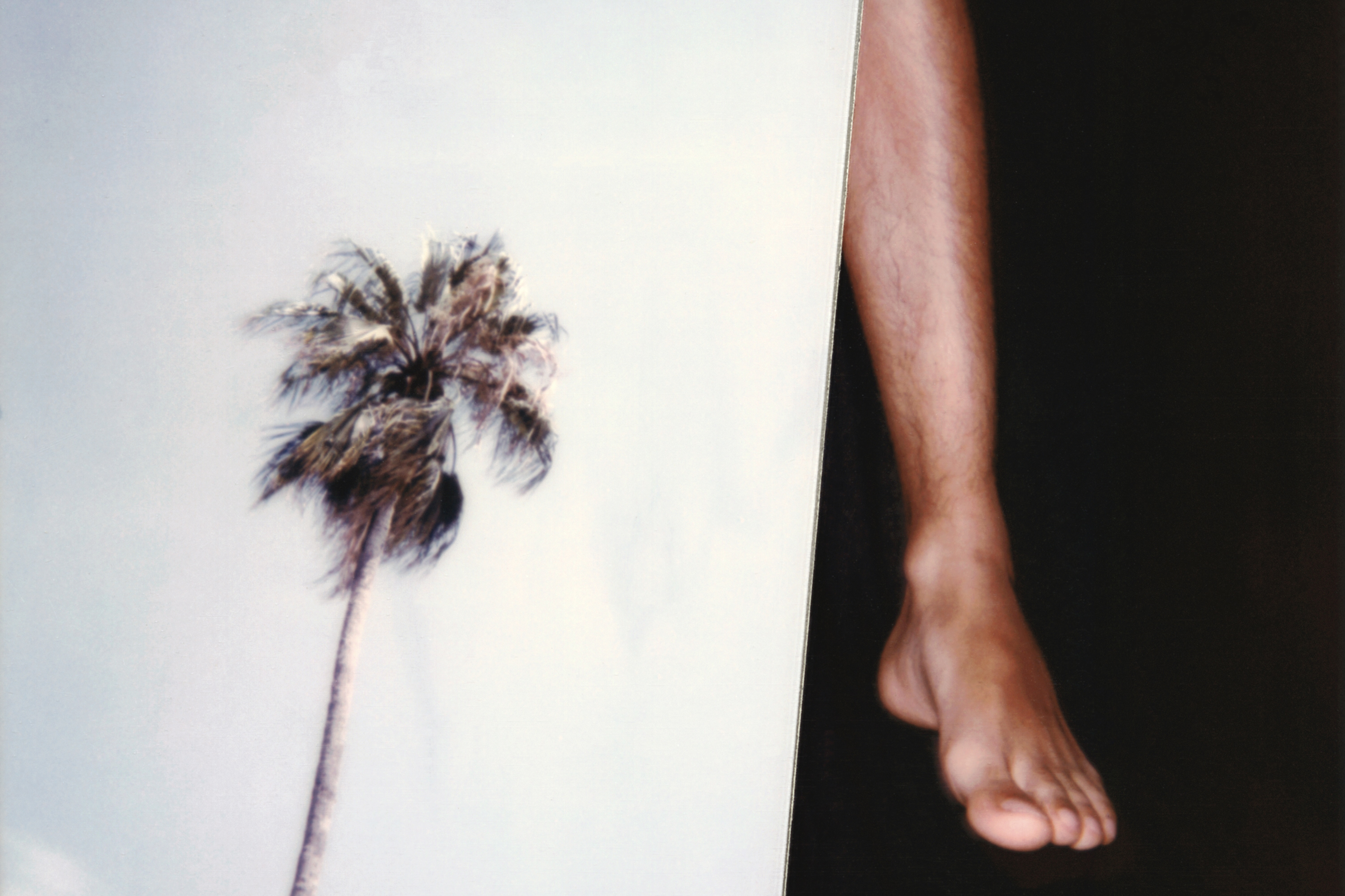 Photo - NGXX: Twenty years of the Naughton Gallery
 (a polaroid photograph of a palm tree and a foot)